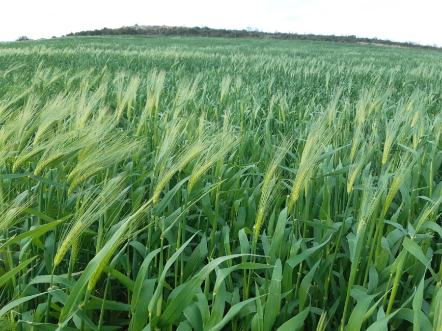 0 Bedroom Property for Sale in Riversdale Rural Western Cape